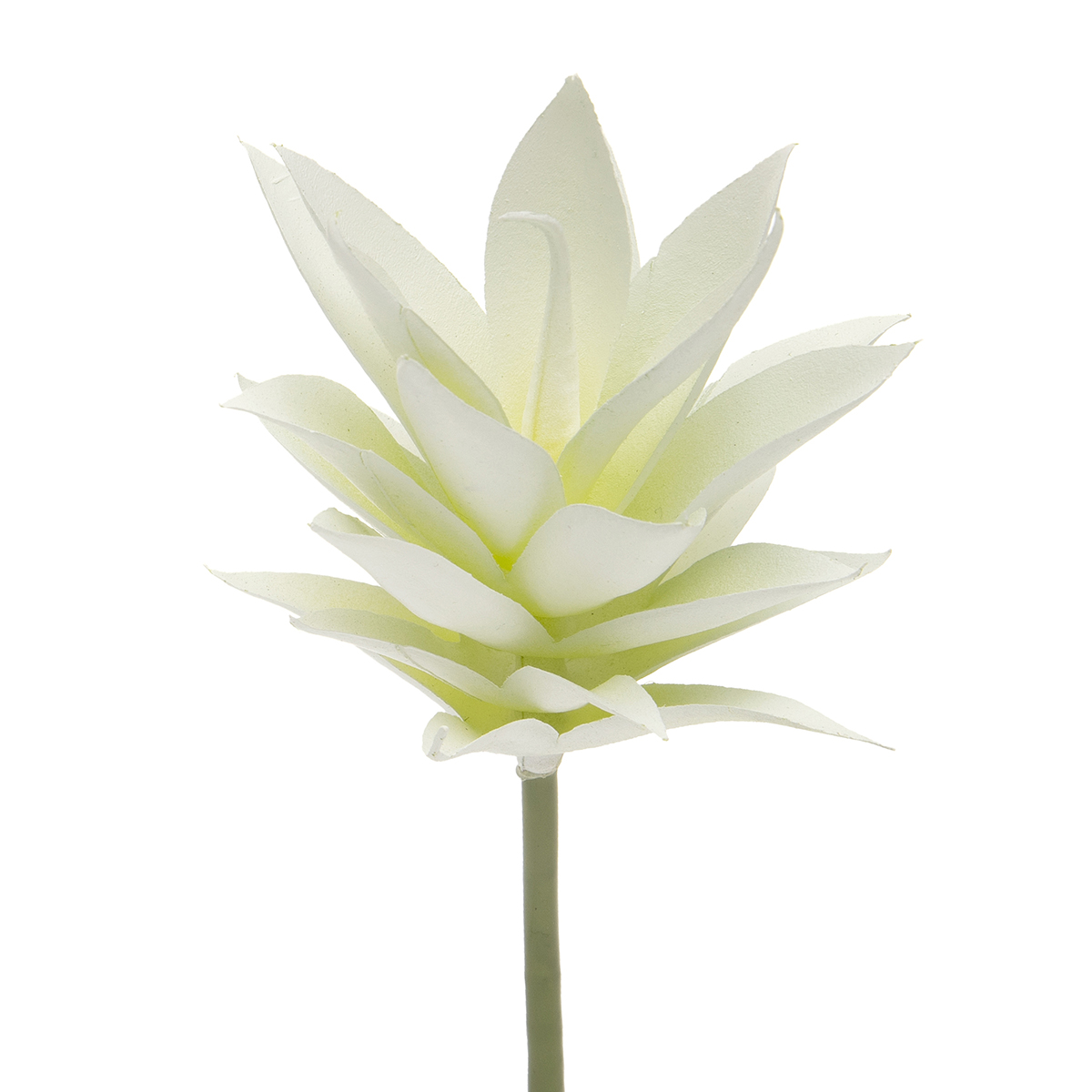 AGAVE MINI FOXTAIL CREAM 3IN X 7IN - Click Image to Close